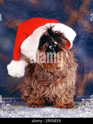 Rauhaariger Dackel mit Weihnachtsmannhut, Dackel, Dackel Stockfoto