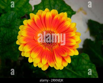 Gerbera, Gelborange-Gerbera, barberton-Gänseblümchen (Gerbera jamesonii) Stockfoto