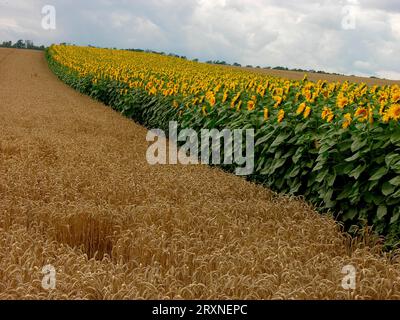 Sonnenblume (Helianthus annuus) und Weizenfeld Stockfoto