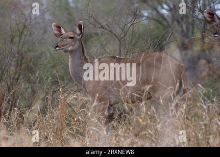 Kudus weiblich. Hembras de Kudu Stockfoto