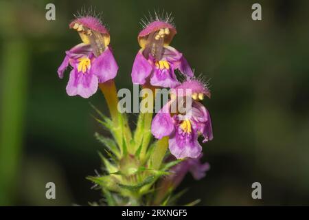 Galeopsis ladanum var. Angustifolia (Galeopsis angustifolia) Inflorescence, Baden-Württemberg, Deutschland Stockfoto