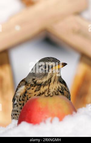 Feldarbeit (Turdus pilaris) am Vogelhaus im Winter, Deutschland, Winterfütterung, Schnee, Schnee Stockfoto
