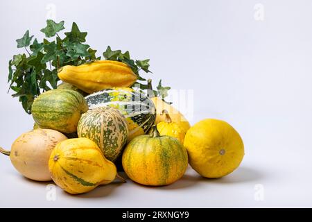 Verschiedene Zierkürbisse mit Efeurebe, weißer Hintergrund, Kopierraum Stockfoto