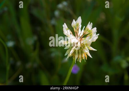 Eine schöne Weißklee Blume auf einem grünen Rasen-Hintergrund Stockfoto