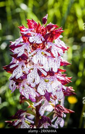 Rot-weiße frühe Marsch-Orchidee auf einer Wiese auf der italienischen Landseite Stockfoto