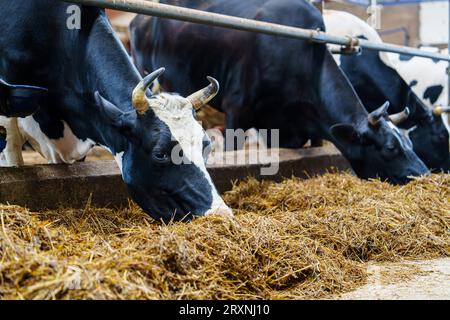 Landwirtschaftliches Konzept, Tagebuch-Kühe fressen Heu im modernen Freiviehstall Stockfoto