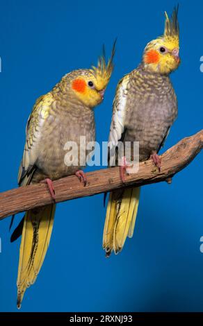 Junge Nymphensittiche (Nymphicus Hollandicus) Stockfoto