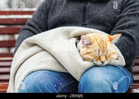 Ein Kätzchen schläft in den Armen einer Person. Eine Katze schläft in menschlichen Armen, umwickelt in einem Pullover in einem Winterpark. Leerzeichen kopieren Stockfoto