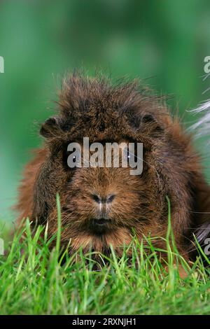 Abessinier Meerschweinchen Stockfoto