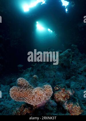 Pilzlederkorallen (Sarcophyton glaucum) in einer Höhle, Lichtstrahlen, St Johns Reef Tauchplatz, Saint Johns, Rotes Meer, Ägypten Stockfoto