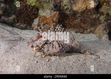 Red Sea Walkman Filament Devilfish (Inimicus filamentosus) Devilfish, Dive Site House Reef, Mangrove Bay, El Quesir, Red Sea, Ägypten Stockfoto