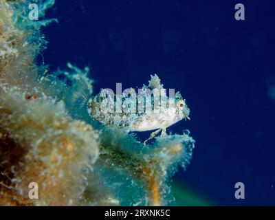 Säbelzahnblenny (Petroscirtes mitratus), Tauchplatz am House Reef, Mangrove Bay, El Quesir, Rotes Meer, Ägypten Stockfoto