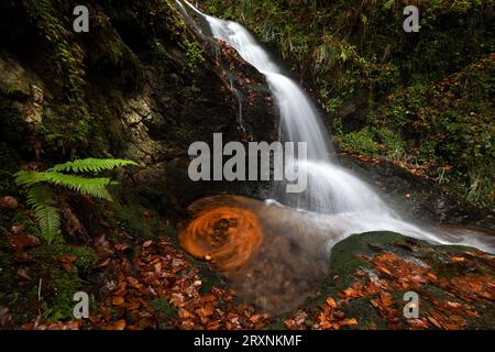 Wasserfall im Herbstwald, Holchener Wasserfall, Bad Peterstal-Griesbach, Nordschwarzwald, Baden-Württemberg, Deutschland Stockfoto