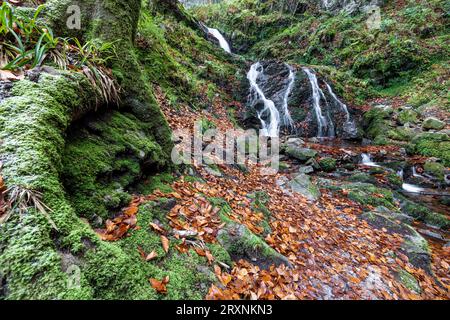 Wasserfall im Herbstwald, Holchener Wasserfall, Bad Peterstal-Griesbach, Nordschwarzwald, Baden-Württemberg, Deutschland Stockfoto