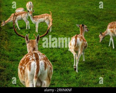 Nijmegen, Gelderland, Niederlande. September 2023. Allgemeine Betrachtung einer Gruppe junger Hirsche, die Gras essen. Mit der Ankunft im Herbst an diesem Wochenende können die Menschen warme Temperaturen auf dem Land genießen, indem sie mit dem Fahrrad fahren oder entlang der Deiche und Wälder wandern. Auch landwirtschaftliche Nutztiere genießen die Weide. (Bild: © Ana Fernandez/SOPA Images via ZUMA Press Wire) NUR REDAKTIONELLE VERWENDUNG! Nicht für kommerzielle ZWECKE! Stockfoto