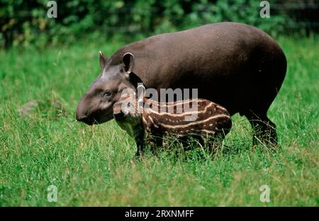 Tiefland Tapir (Tapirus terrestris), weiblich mit jung Stockfoto