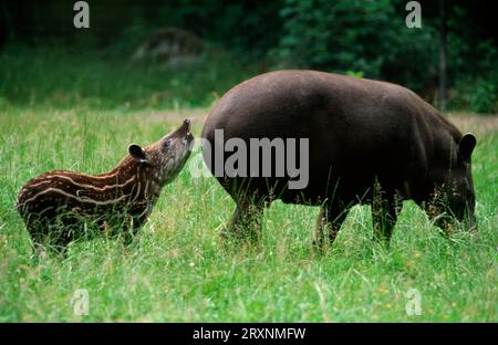 Tiefland Tapir (Tapirus terrestris), weiblich mit jung Stockfoto