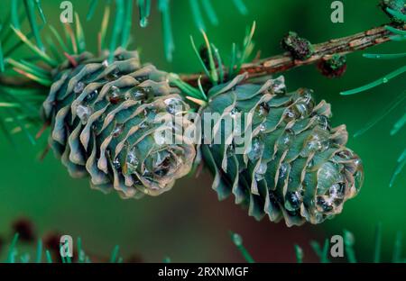 Japanische Larch (Larix kaempferi)-Kegel Stockfoto