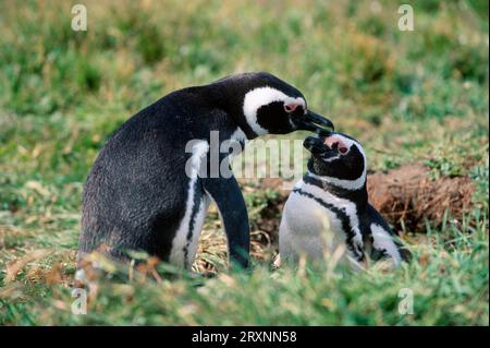 Magellanpinguine (Spheniscus magellanicus), Paar, Seno Otway, Punta Arenas, Chile Stockfoto