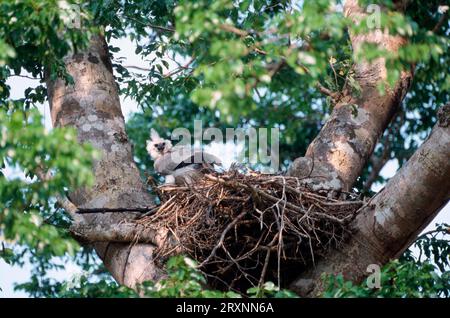 Amerikanischer Harfenadler (Harpia harpyja), Jungtiere im Nest, Mato Grosso, Brasilien Stockfoto