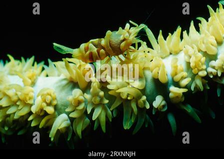 Sansibar Shrimps auf Korallen, Lembeh-Straße, Indonesien, Drahtkorallengarnelen (Dasycaris zanzibarica) auf Korallen, Lembeh-Straße, Palaemonidengarnelen, Korallen Stockfoto