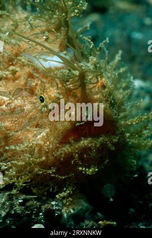 Haarige Anglerfische, Lembeh-Straße, Indonesien, Haarige Anglerfische (Antennarius), Lembeh-Straße, Indonesien Stockfoto