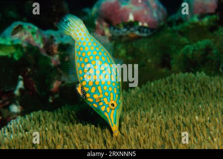 Lederjacke in Schnabelform, Orange Filefish, Orangespot Filefish, Langnasen Filefish, Langnasen Filefish, Palettenstinger (Oxymonacanthus longirostris) Stockfoto