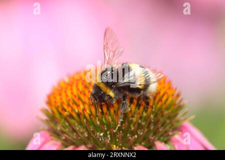 Buff-Tail Bumble Bee on Purple Coneflower (Echinacea purpurea), Deutschland (Bombus terrestris) Stockfoto