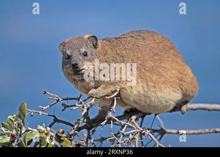 Common Rock Hyrax (Procavia capensis) auf Baum, Südafrika Stockfoto