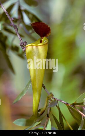 Madagaskar Pitcher Plant, Madagaskar (Nepenthes madagascariensis) Stockfoto