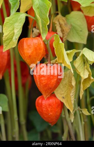 Japanische (Physalis alkekengi) Lampions mit Früchten (Physalis franchetii), chinesische Lampions Stockfoto