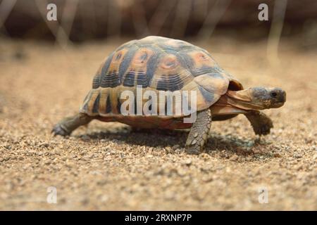 Mittelmeer-Schildkröte (Testudo graeca) Stockfoto