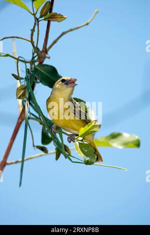 Afrikanische Maskierte Weberin, weiblich, Madikwe-Nationalpark, Südafrika, Südliche Maskierte Weberin (Ploceus velatus), weiblich, Madikwe-Nationalpark, Süd Stockfoto