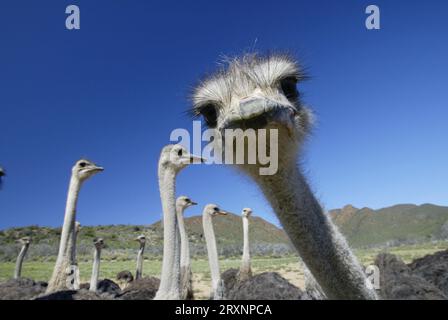 südafrikanische Straußen (Struthio camelus australis), Karoo, Südafrika Stockfoto
