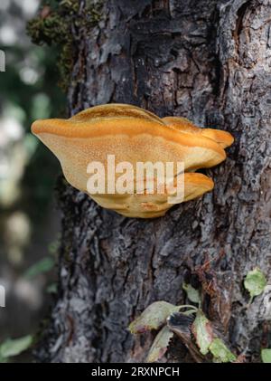 Shaggy Bracket Pilz auf Apfelbaum Stockfoto