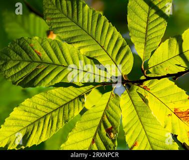 Sonnenlicht durch Kastanienblätter Stockfoto