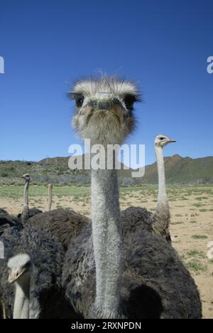 südafrikanische Straußen (Struthio camelus australis), Karoo, Südafrika Stockfoto