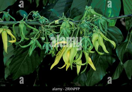 Ylang-Ylang (Cananga odorata), Madagaskar Stockfoto