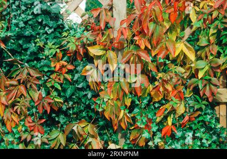 Virginia Creeper (Parthenocissus quinquefolia) und Ivy in virginia Creeper, Wild Vine und Gemeiner Efeu (Hedera helix) im Herbst, Familie Ivy, Araliaceae Stockfoto