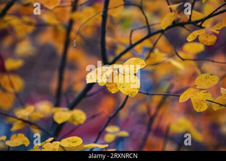Eine Gruppe hellgelber Blätter vor einem weichen, farbenfrohen Hintergrund im Herbst. Stockfoto