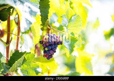 Reifen blauen Trauben im Weinberg Stockfoto