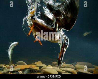 Eisvogel, Tauchen, gewöhnliche Königsfischer (Alcedo atthis), Deutschland Stockfoto