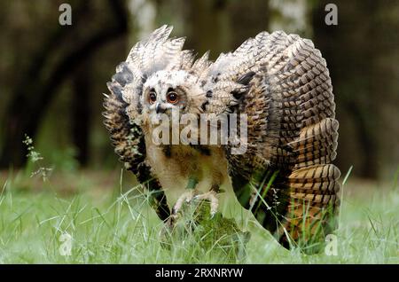 Eurasische Adler-Eule (Bubo Bubo) Stockfoto