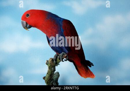 Neuguinea-Rotpapageien (Eclectus roratus polychloros), weiblich Stockfoto