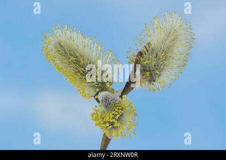 Ziegenweide (Salix caprea), männliche Katzenkinder, Sal-Weide, männliche Weidenkatinchen, Weidenkatinchen, Indoor, Studio, Weidenfamilie (Salicaceae) Stockfoto