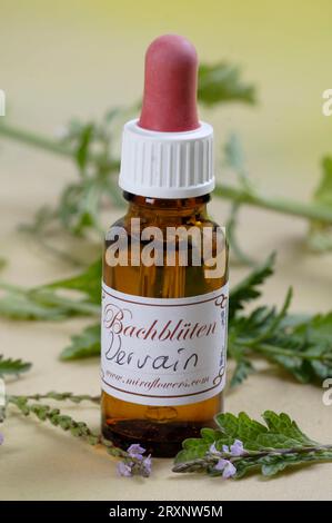 Flasche mit Bachblüten Stock Remedy 'gewöhnliches Vervain', Flasche mit Bachblüten Stock Remedy 'Real (Verbena officinalis) gewöhnliches Vervain', Bach Stockfoto