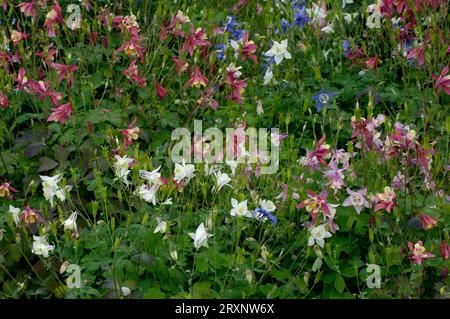 Columbine, Europäische kolumbine (Aquilegia vulgaris) Stockfoto