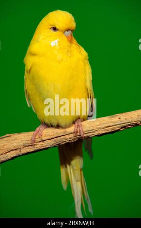 Budgie, junger Vogel, weiblich, Lutino, Show-Wellensittich (Melopsittacus undulatus) Stockfoto