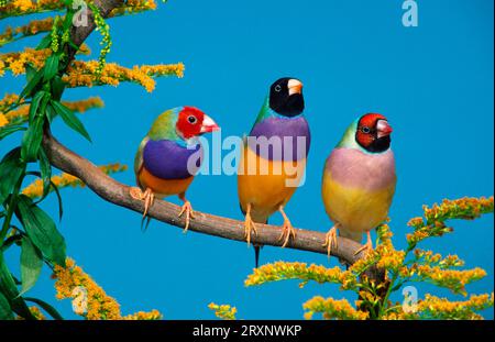 Gouldian-Finken (Chloebia gouldiae) Stockfoto