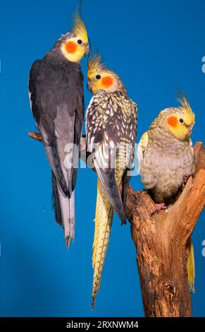 Kakerlaken (Nymphicus hollandicus), Paar mit Jungen Stockfoto